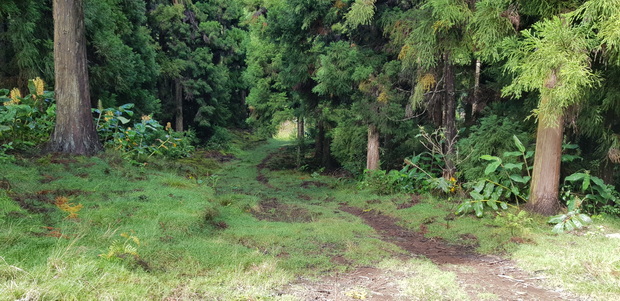 Piste forestière Calebasse