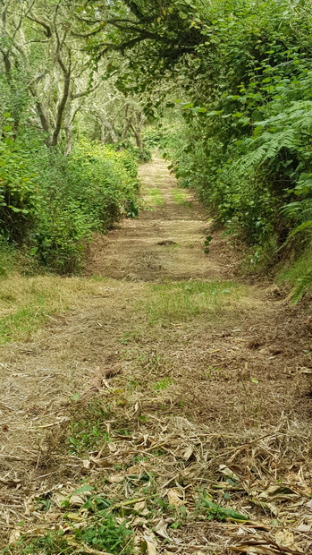 forêt du Tévelave