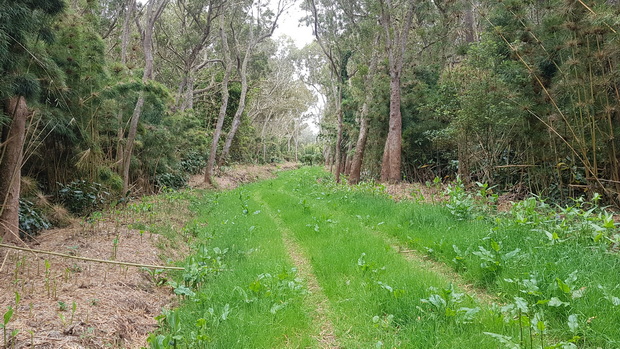  forêt du Tévelave